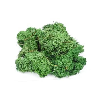 GAUGEMASTER GM1602 LICHEN DARK GREEN 80G