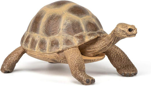 PAPO 50264 HERMANN'S TORTOISE