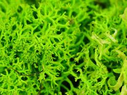 GAUGEMASTER GM1601 LICHEN LIGHT GREEN