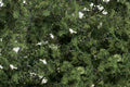 WOODLAND SCENICS WF1131 FINE-LEAF FOLIAGE MEDIUM GREEN