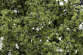 WOODLAND SCENICS WF1132 FINE-LEAF FOLIAGE LIGHT GREEN