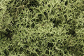 WOODLAND SCENICS WL161 LICHEN SPRING GREEN