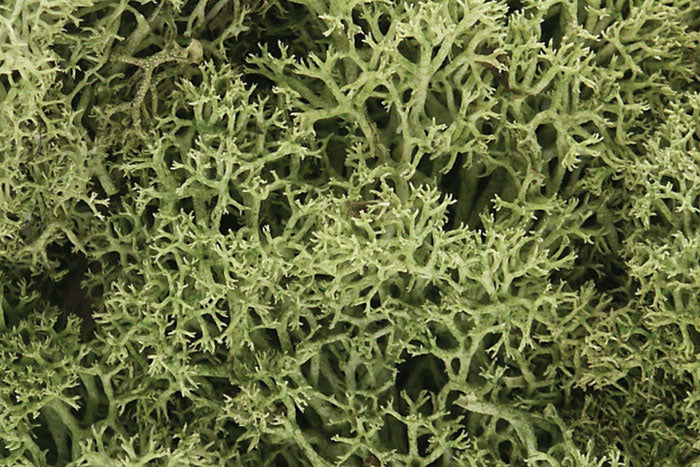 WOODLAND SCENICS WL161 LICHEN SPRING GREEN