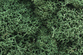 WOODLAND SCENICS WL162 LICHEN LIGHT GREEN