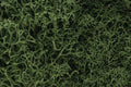 WOODLAND SCENICS WL163 LICHEN MEDIUM GREEN