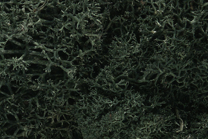 WOODLAND SCENICS WL164 LICHEN DARK GREEN