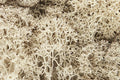 WOODLAND SCENICS WL166 LICHEN NATURAL