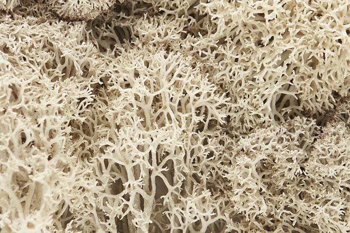 WOODLAND SCENICS WL166 LICHEN NATURAL