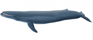 PAPO 56037 BLUE WHALE